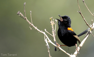 Red-backed Fairywren by Tom Tarrant